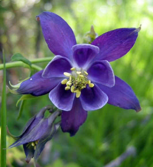 aquilegia vulgaris